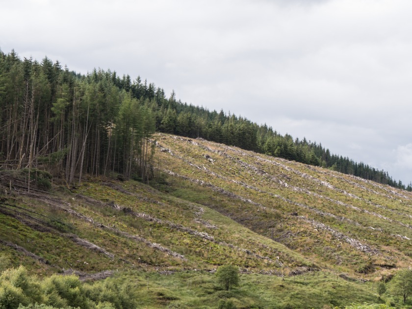 9 - Forestry in Scotland